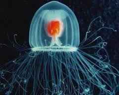 Turritopsis nutricula