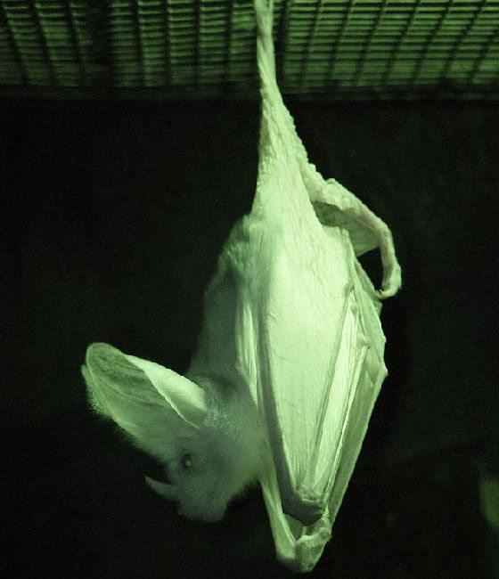 Macroderma gigas