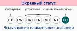 охранный-статус-жирафов