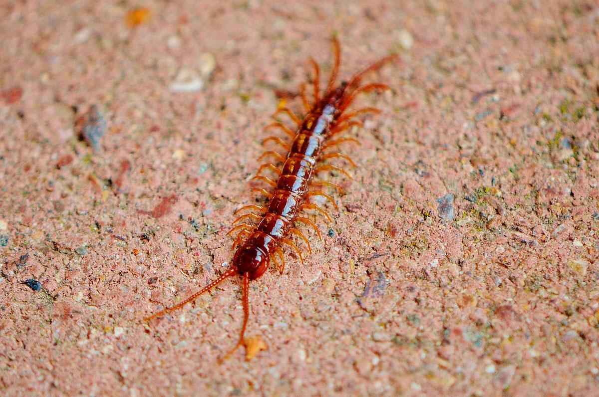 Многоножки