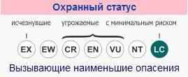 утка Мандаринка - охранный статус