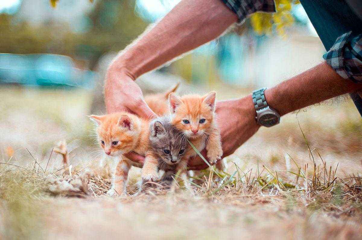Красивые клички для кошек и котов в алфавитном порядке