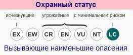охранный статус, полярный кит, гренландский кит, мсоп