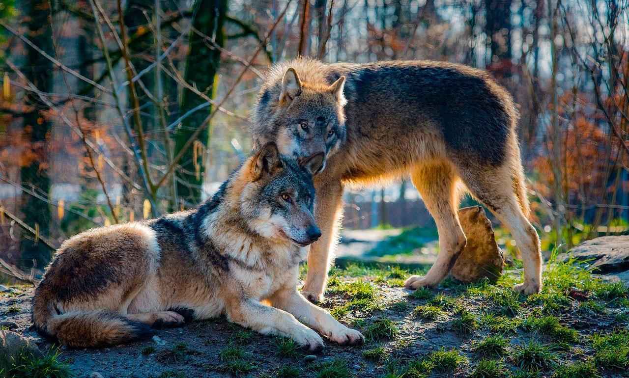 Какие животные обитают в Тайге — список видов, фото и характеристика