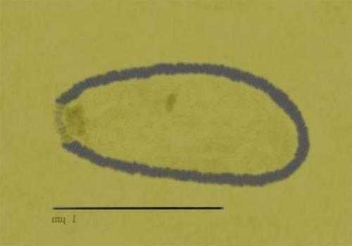 Фото: Pithovirus
