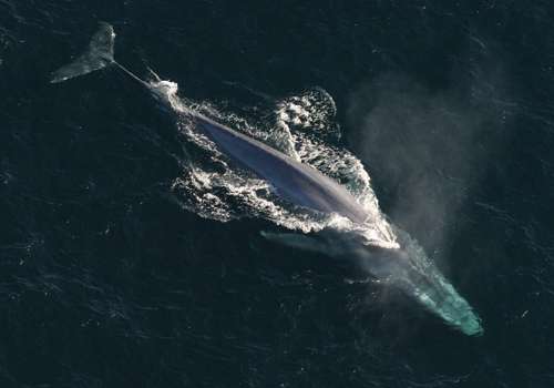 Фото: Синий кит