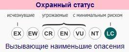 Девятипоясной броненосец охранный статус МСОП