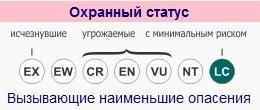 охранный статус капской белки