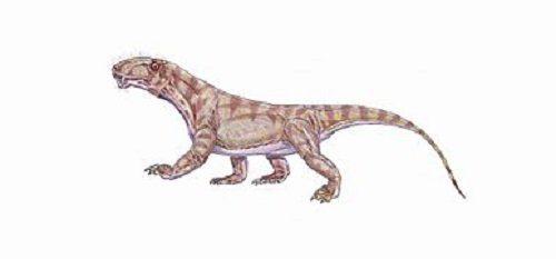 тераспид Биармозух (Biarmosuchus tener)