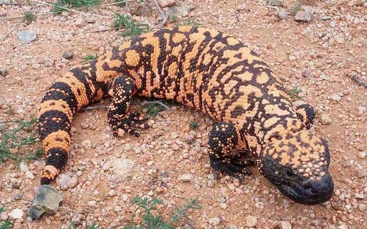 Ядовитая ящерица аризонский ядозуб, или жилатье