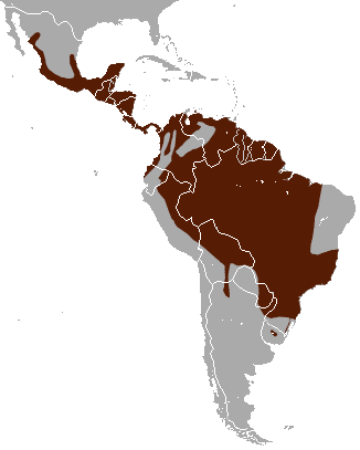 margay_area