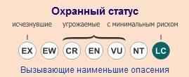 ohrannyj-status-kamyshovoj-koshki