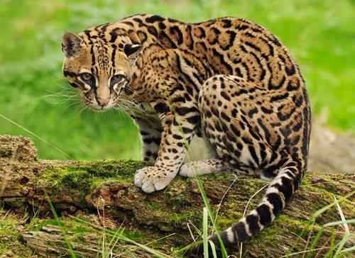 otselot-ili-karlikovyj-leopard