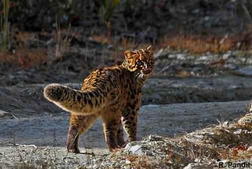 mramornaja-koshka-idet-po-doroge