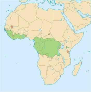 areal-obitanija-afrikanskoj-zolotoj-koshki
