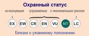 ohrannyj-status-afrikanskoj-zolotoj-koshki