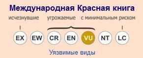 ohrannyj-status-mramornoj-koshki