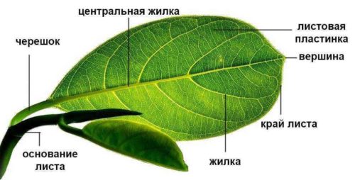 Особенности строения и структура растений