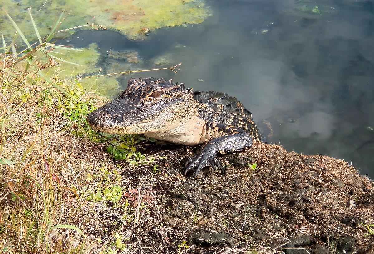 Какая скорость передвижения аллигатора по суше и в воде?