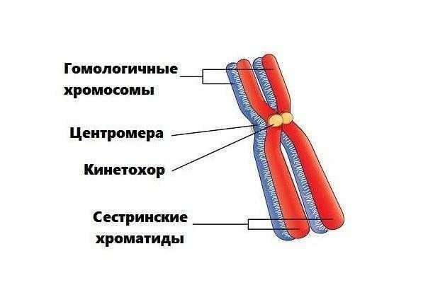 Роль гомологичных хромосом при делении клеток через митоз и мейоз