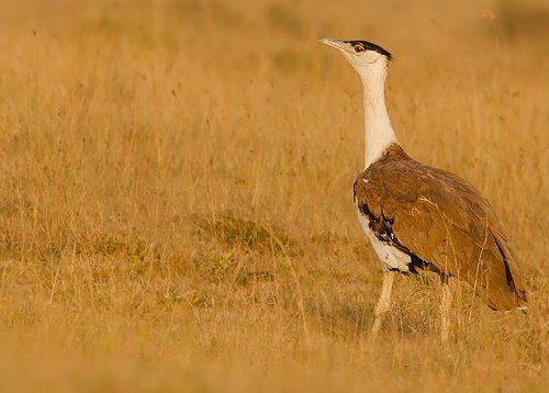 Какие виды животных самые редкие на Земле — список, характеристика и фото