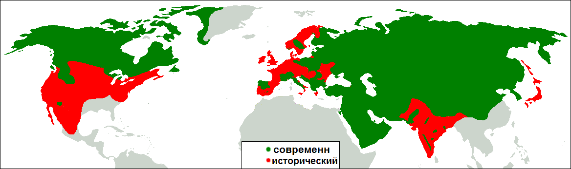 Где обитают серые волки в дикой природе?