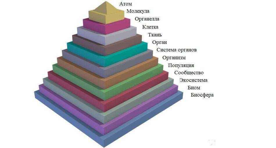 Пирамида уровней организации жизни на Земле: от атомов до биосферы