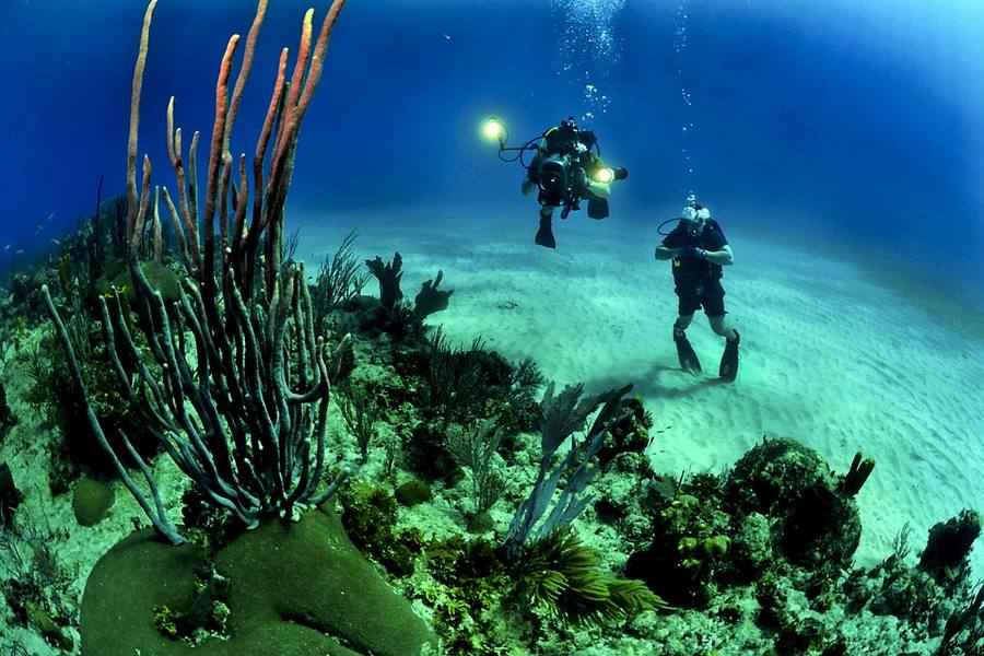 Рыбы и морские животные потенциально опасные для людей