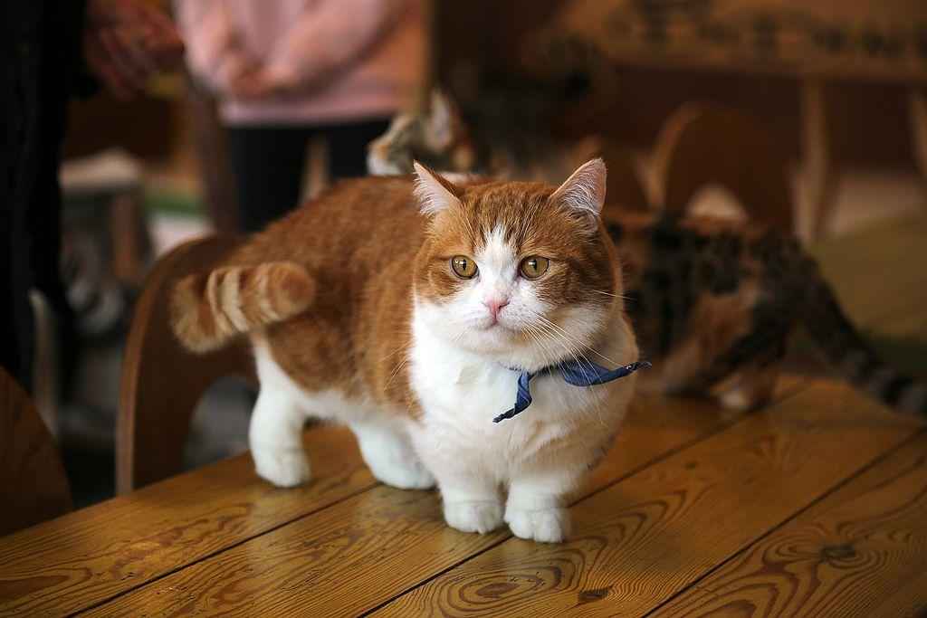 Породы кошек с короткими ногами — список, характеристика и фото