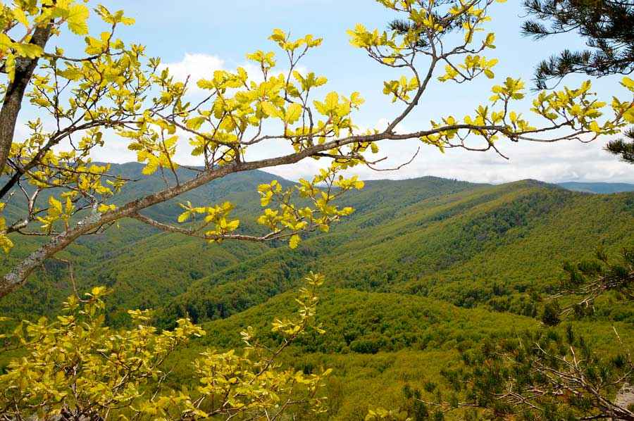 Флора Кавказа — список, характеристика и фото