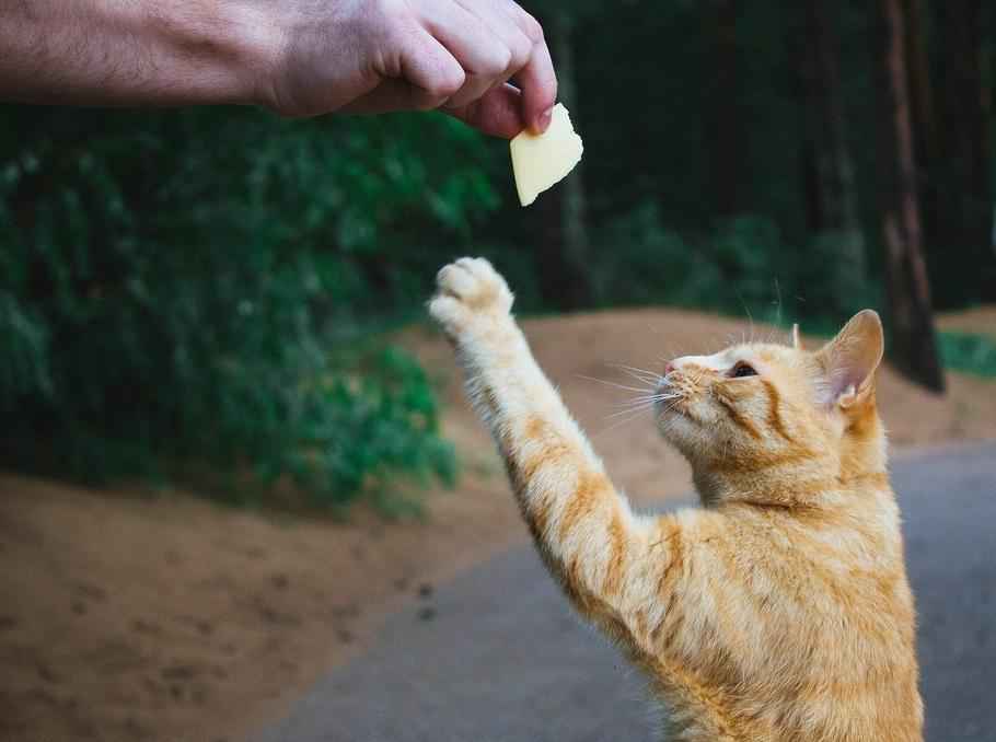 Можно ли давать кошкам сыр?
