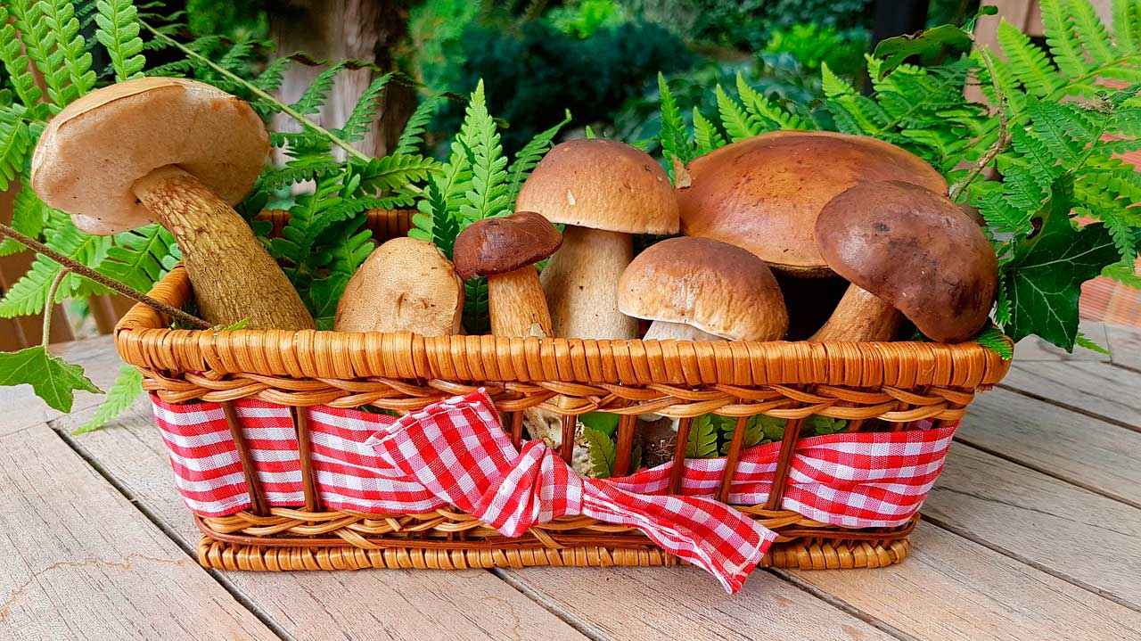 Какие бывают съедобные грибы? Список, описание и фото