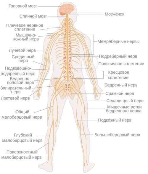 Особенности анатомии тела человека