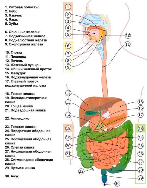 Схема пищеварительного тракта человека