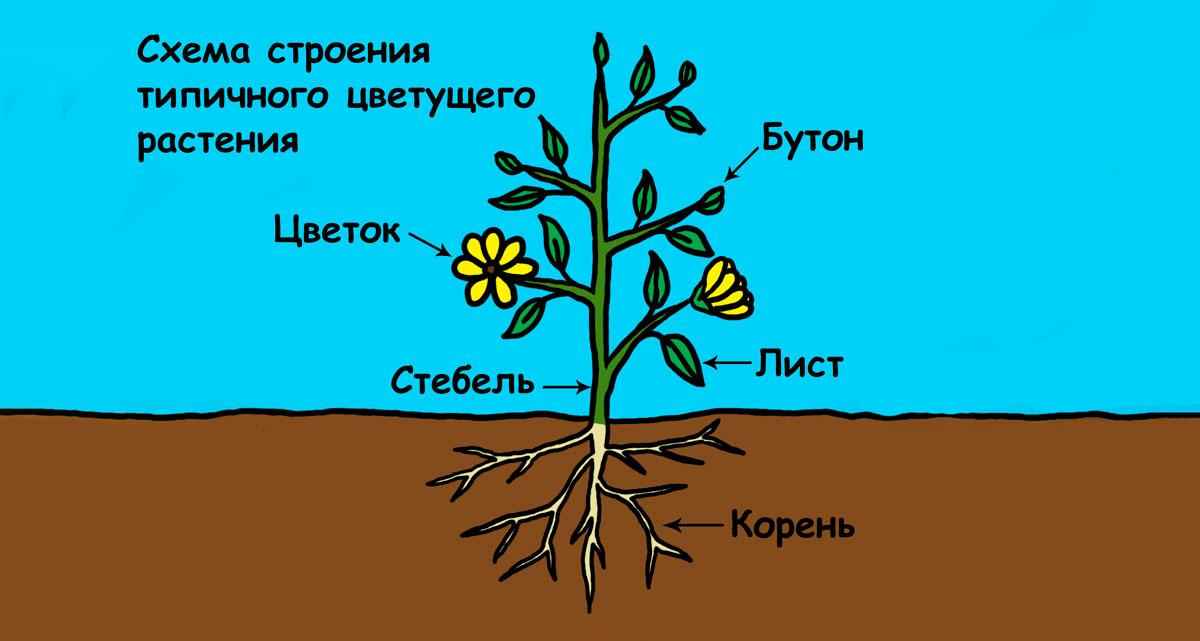 Особенности строения и структура растений