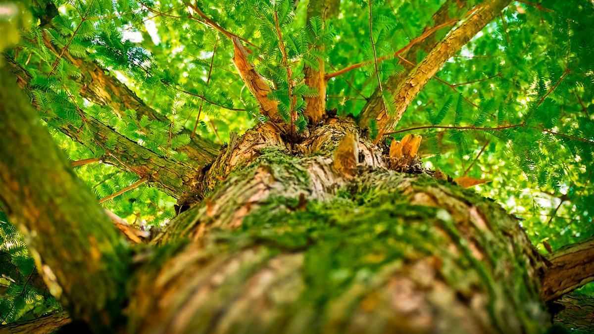 Особенности тканей растений — типы, признаки и функции