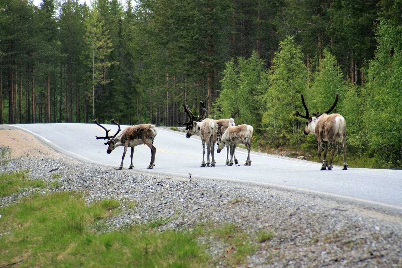 Доклад-сообщение на тему: «Животные Тайги»