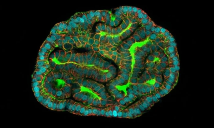 Впервые органоиды вырастили из клеток амниотической жидкости