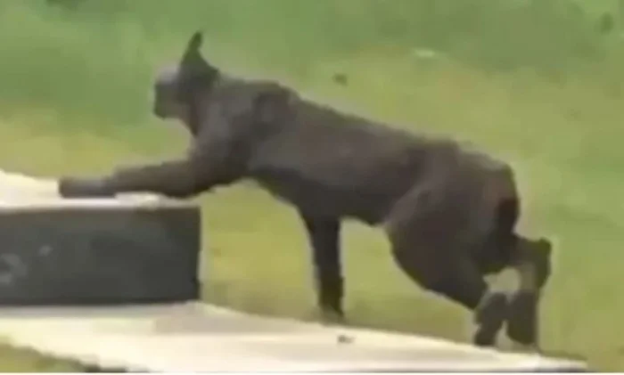 Редчайшая черная рысь впервые попала на видео в Канаде