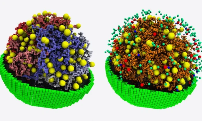 Учёные создали 3D-модель минимальной клетки и увидели, как она живёт