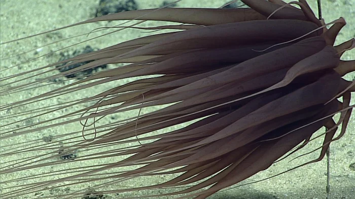 Relicanthus daphneae внешний вид