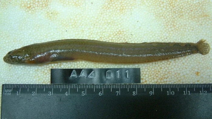 Alectrias alectrolophus