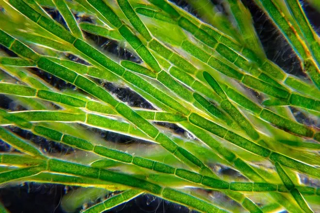Крымская водоросль может накормить животных: ученые нашли в ней запас калия и селена