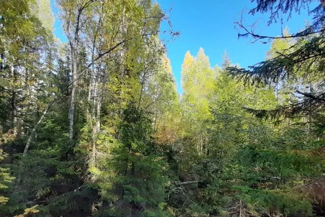 Разнообразие деревьев помогает лесам переживать жару и засуху — ученые изучили 88 тысяч участков