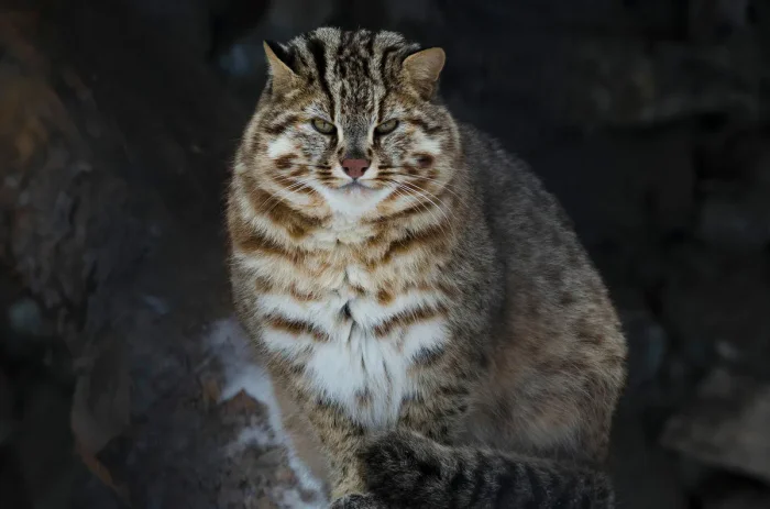 Амурский лесной кот: тайна Дальнего Востока, которую почти никто не видел